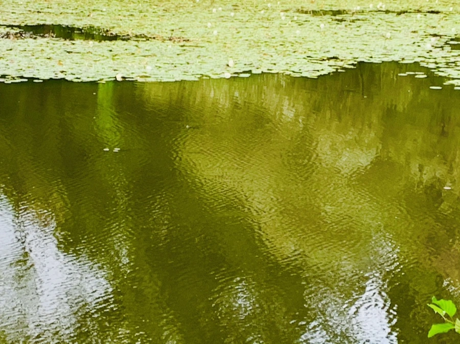 IMG_5829.jpg?type=w966