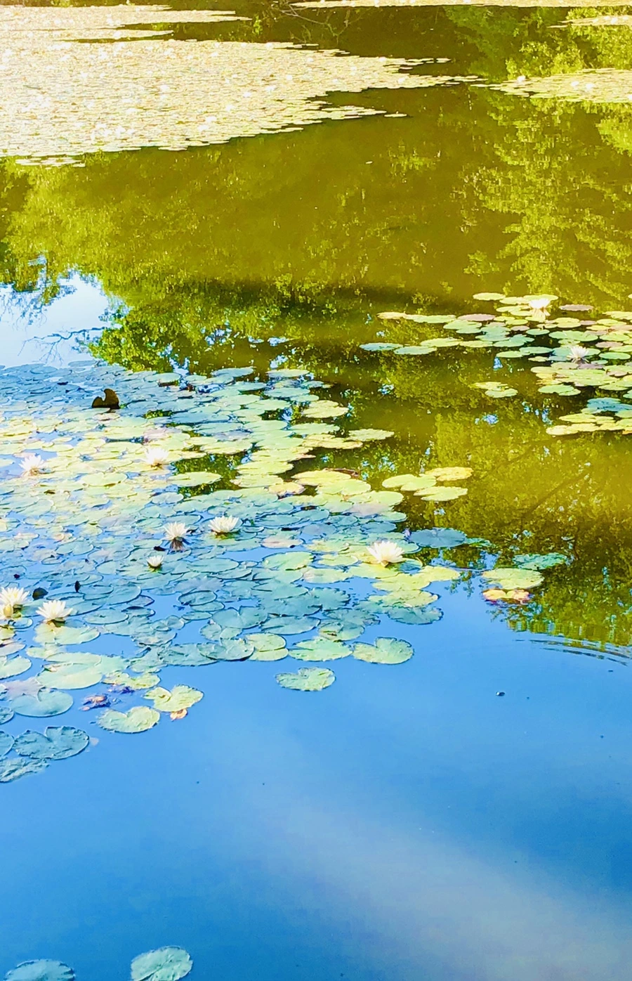 IMG_3895.jpg?type=w966