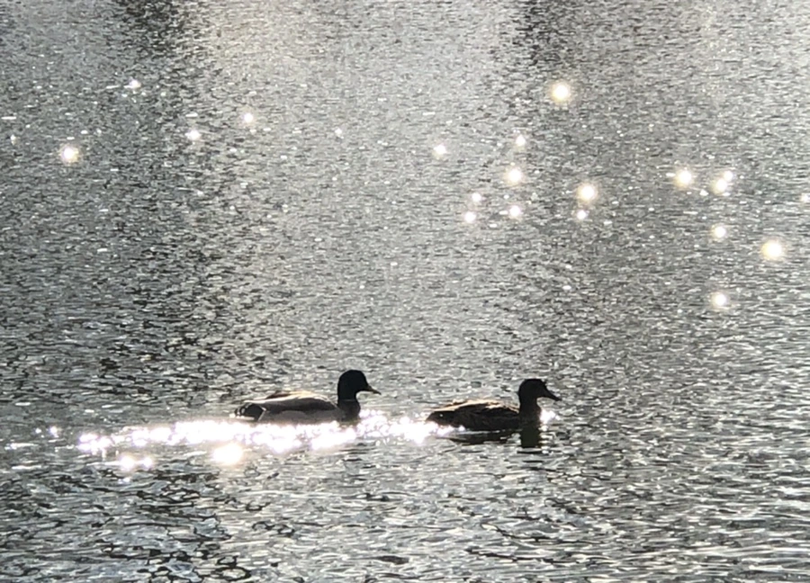 IMG_4377.jpg?type=w966