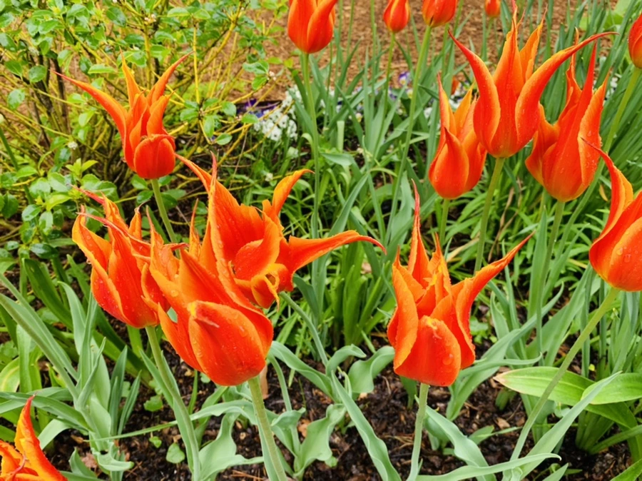 IMG_9837.jpg?type=w966