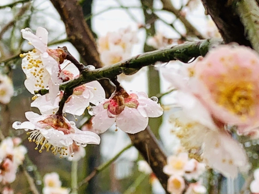 IMG_1837.jpg?type=w966