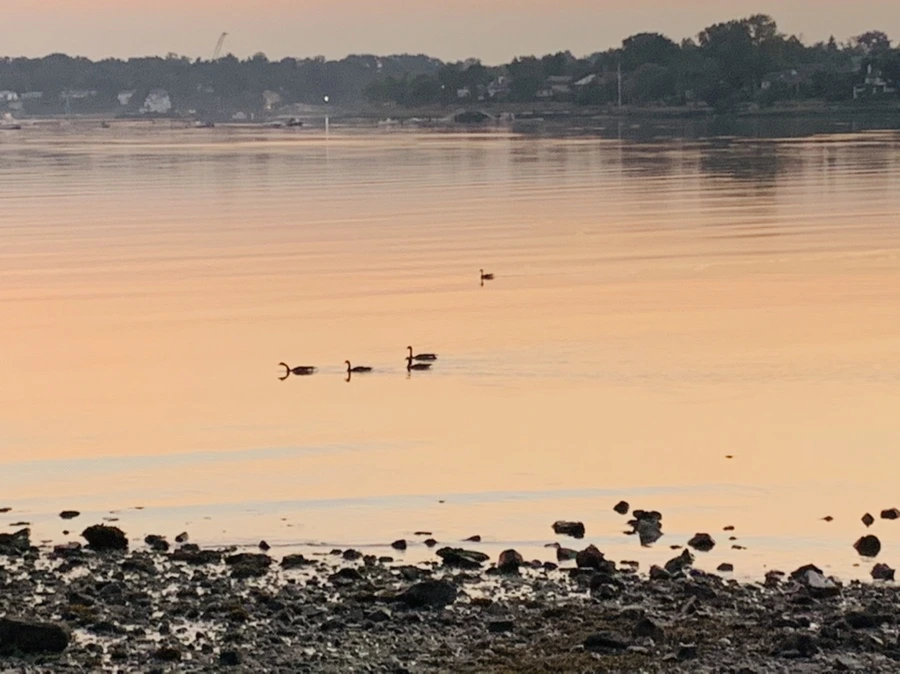 IMG_4365.jpg?type=w966