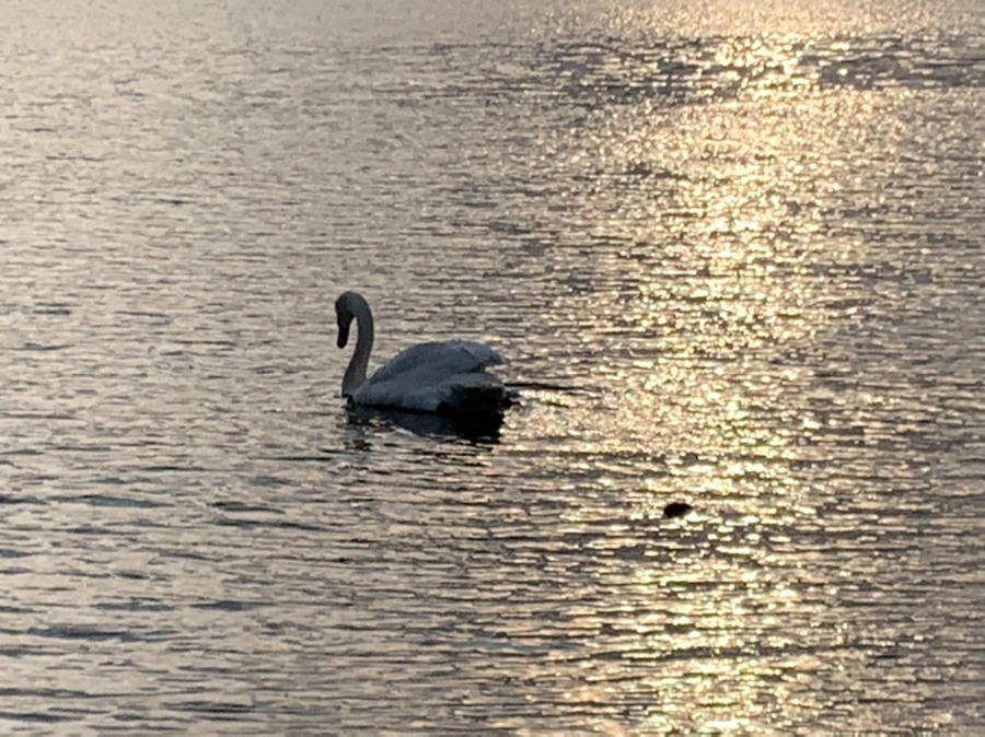 IMG_9900.jpg?type=w966