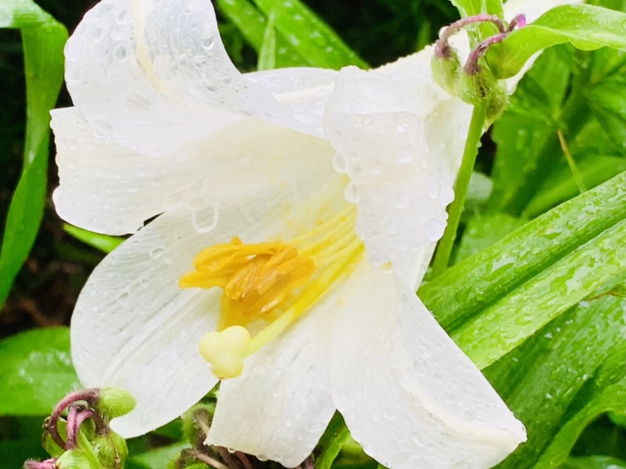 IMG_0084.jpg?type=w966