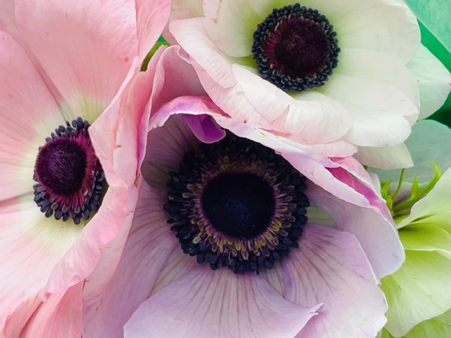 IMG_2208.jpg?type=w966