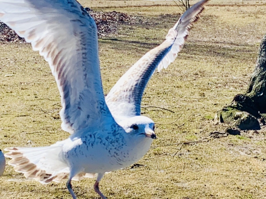 IMG_8268.jpg?type=w966