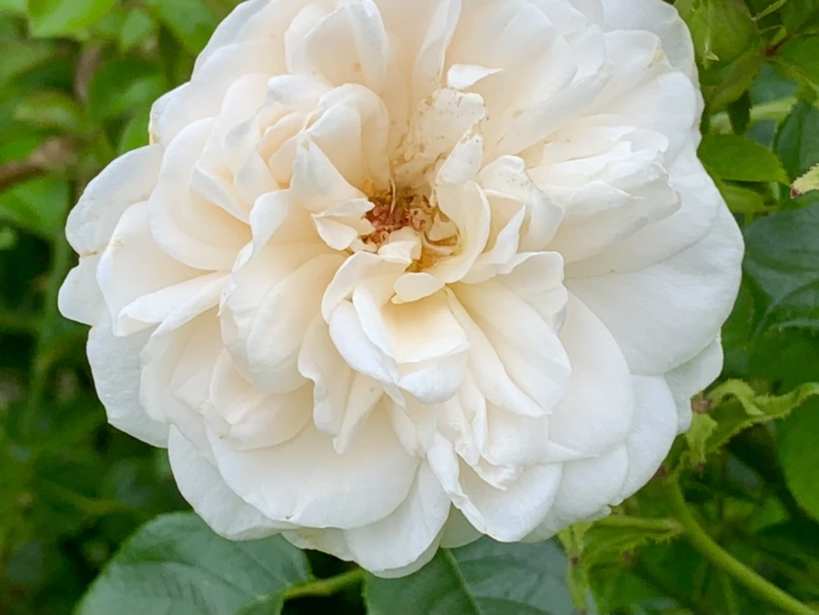 IMG_4193.jpg?type=w966