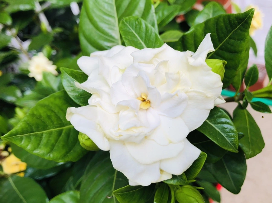 IMG_2010.jpg?type=w966