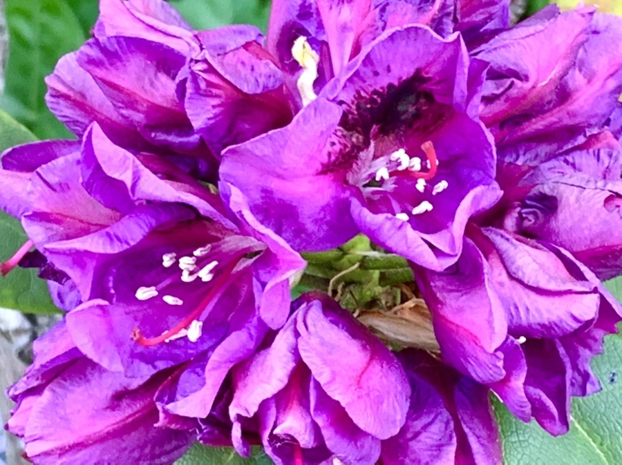 IMG_4604.jpg?type=w966