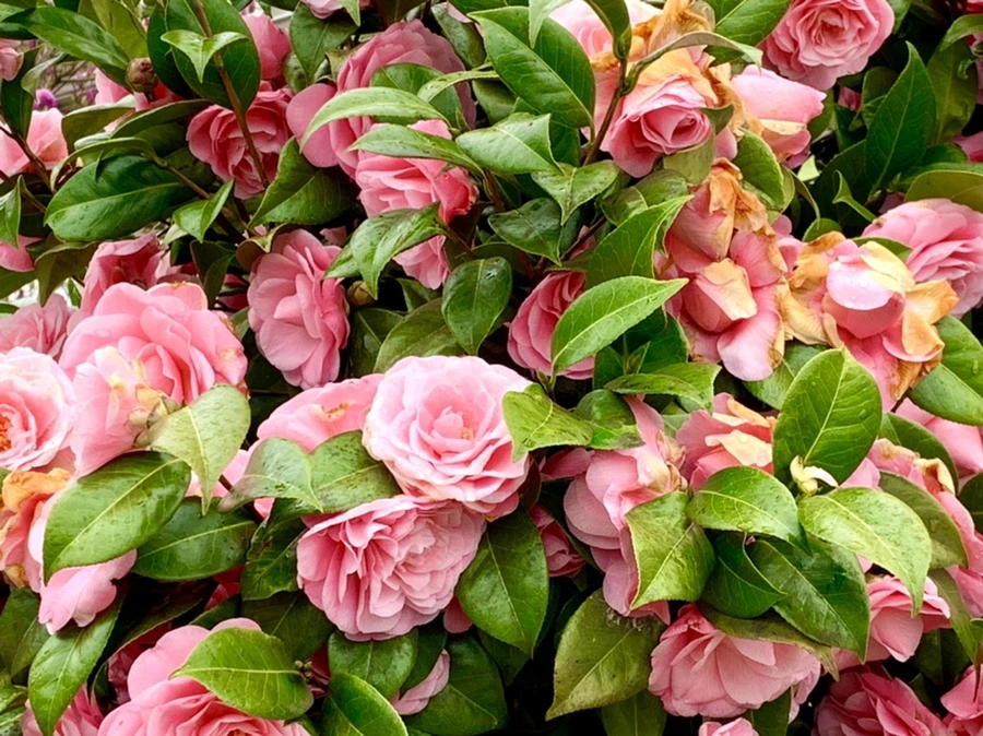 IMG_1404.jpg?type=w966