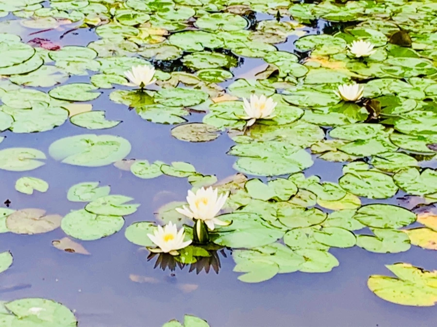 IMG_7858.jpg?type=w966