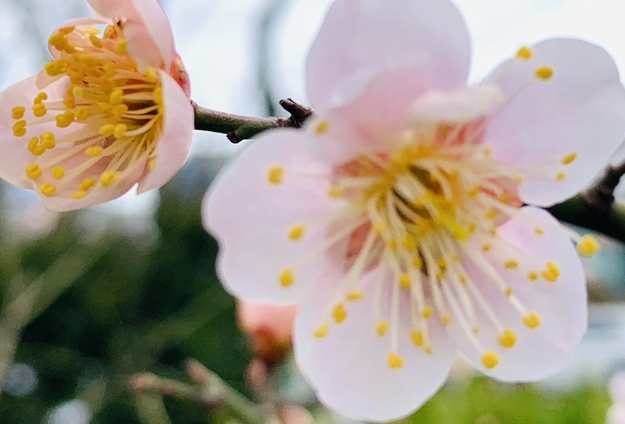 IMG_0477.jpg?type=w966