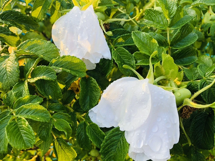 IMG_8205.jpg?type=w966