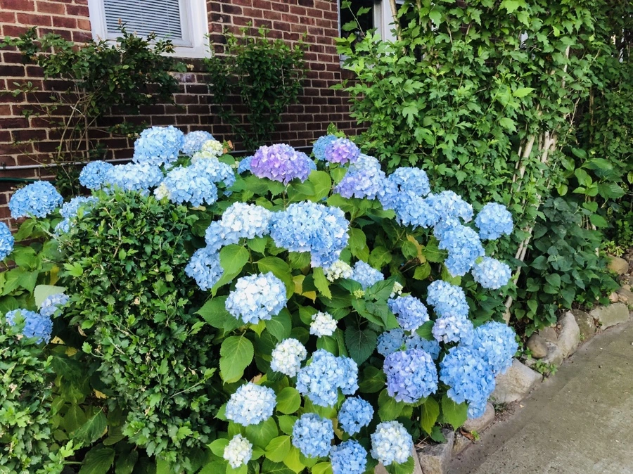 IMG_0350.jpg?type=w966