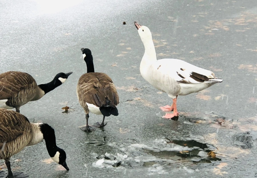 IMG_6009.jpg?type=w966