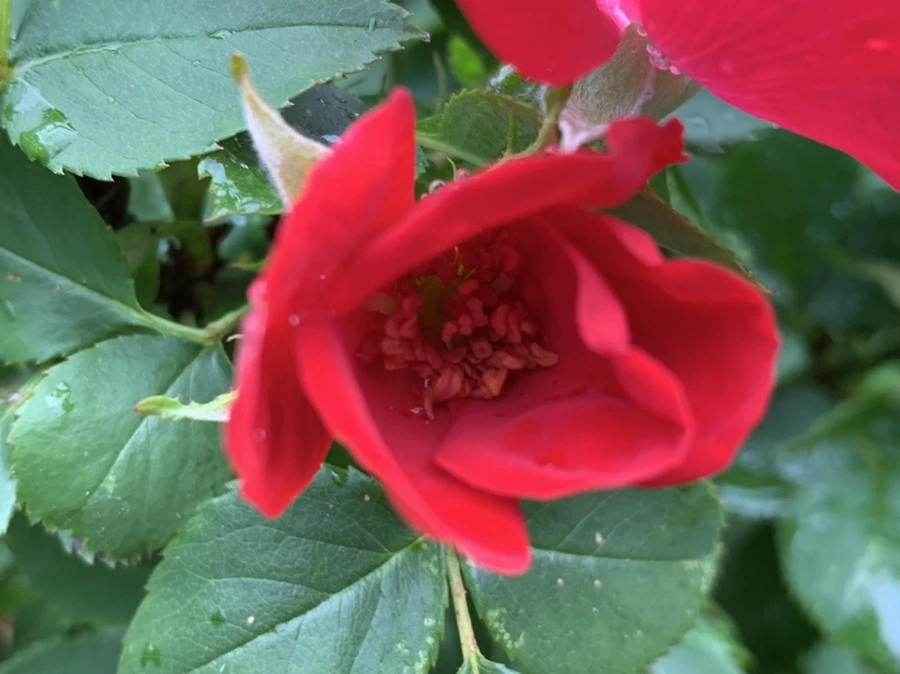 IMG_3575.jpg?type=w966