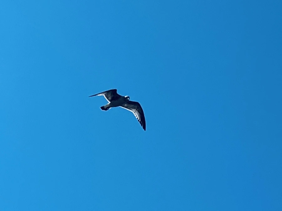 IMG_9377.jpg?type=w966