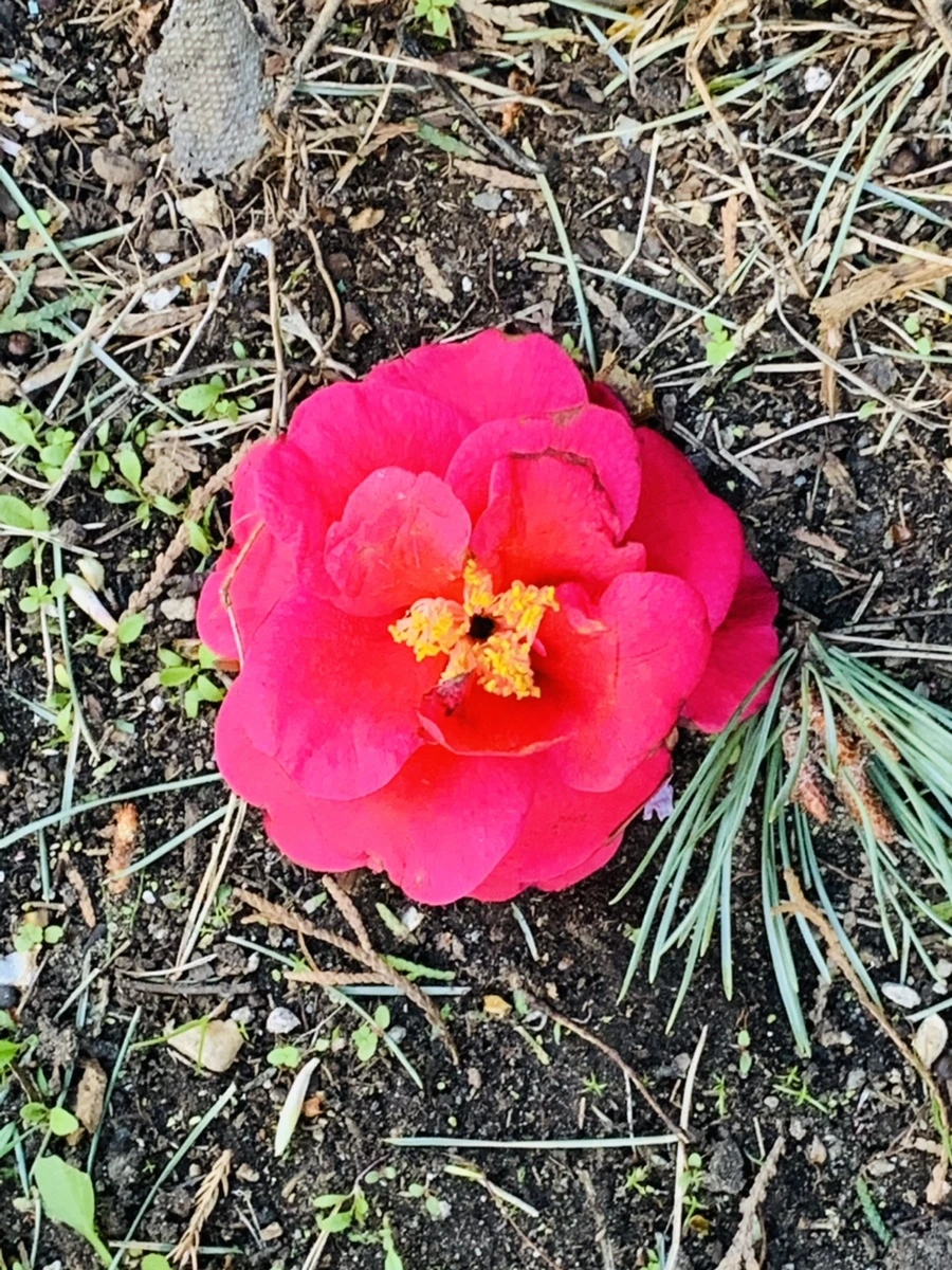 IMG_8277.jpg?type=w966