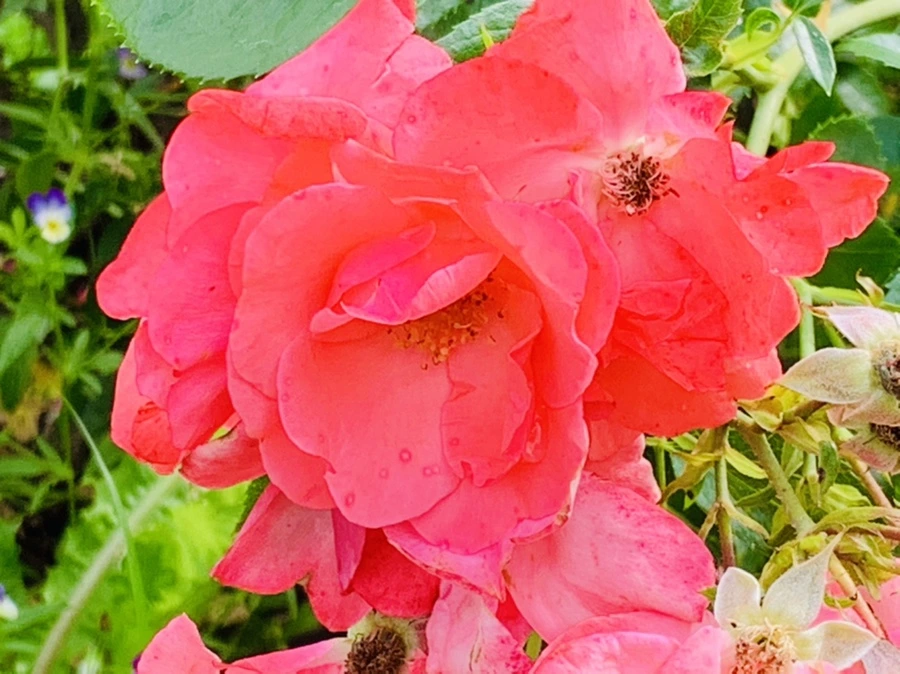 IMG_0478.jpg?type=w966