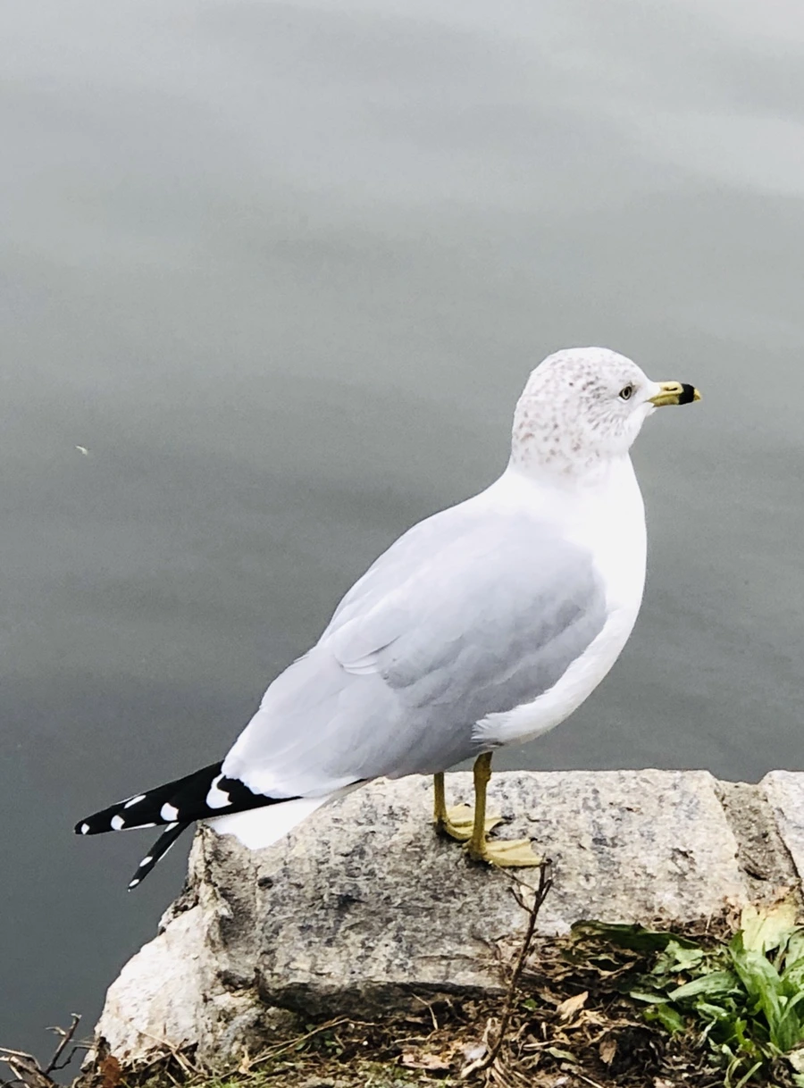 IMG_6251.jpg?type=w966