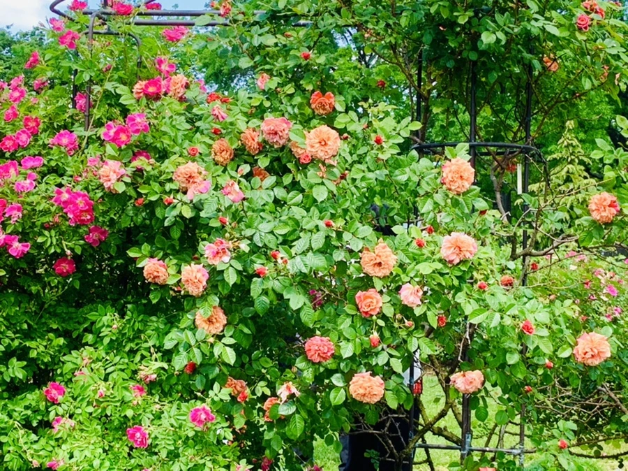 IMG_5833.jpg?type=w966