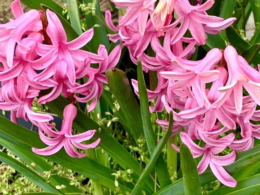 IMG_6608.jpg?type=w966