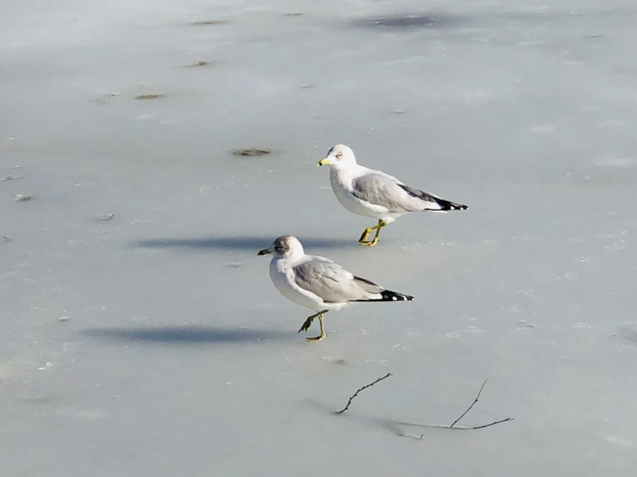 IMG_0342.jpg?type=w966