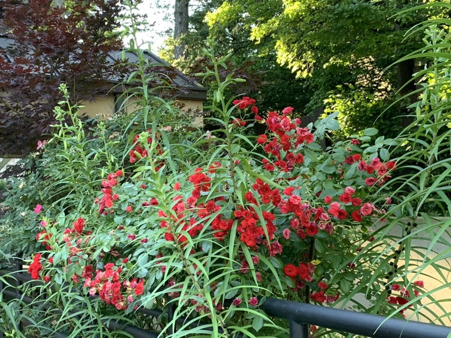 IMG_6237.jpg?type=w966