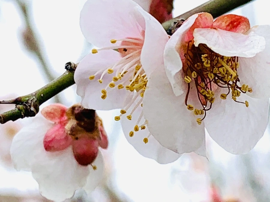 IMG_3654.jpg?type=w966