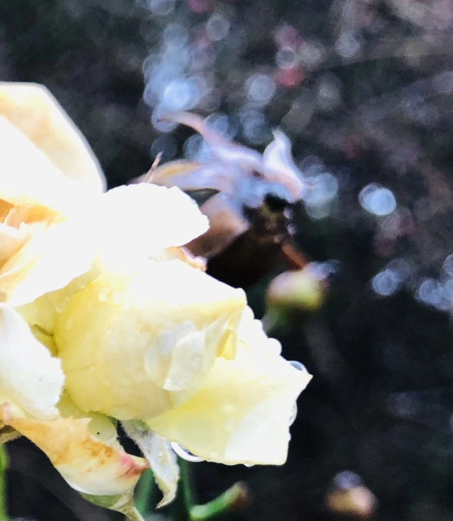 oVOAwf1e_2dYKOVUkHMFRHPFsiE