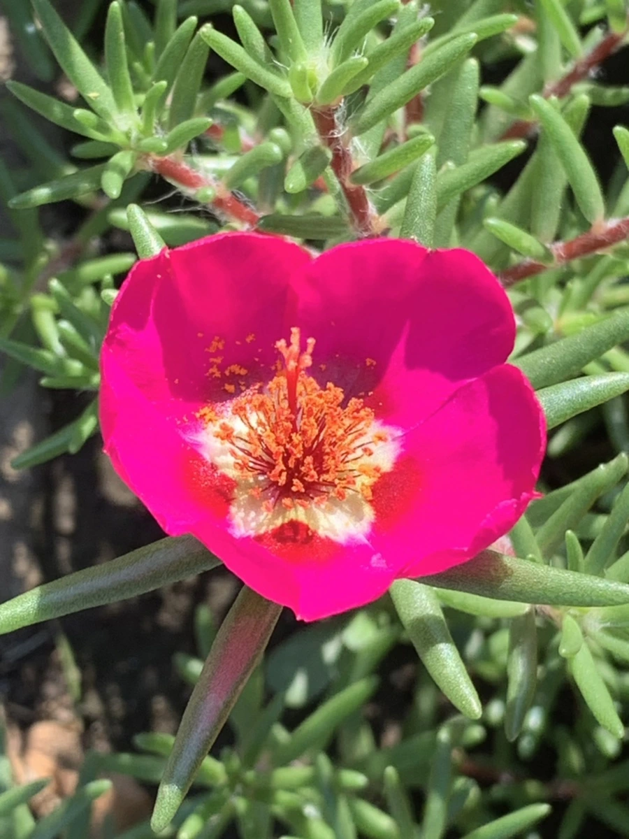 IMG_8393.jpg?type=w966