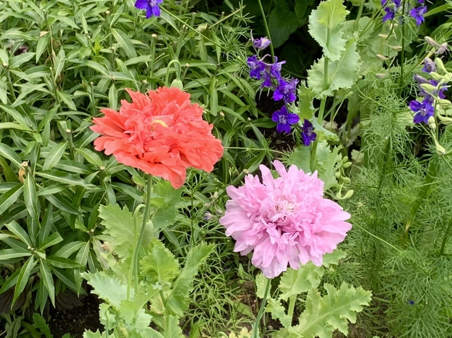 IMG_6804.jpg?type=w966