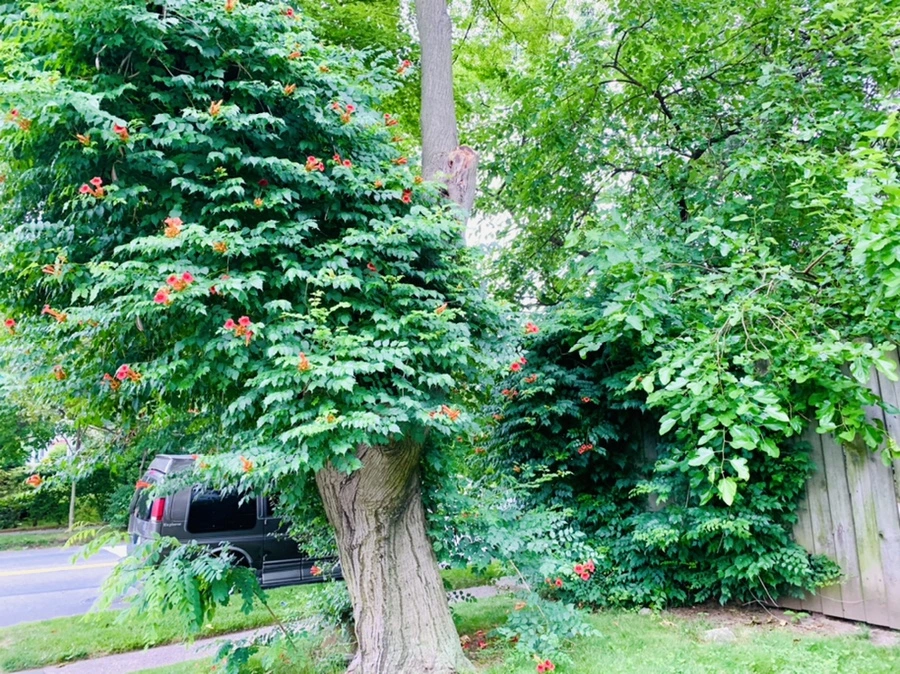 IMG_7432.jpg?type=w966