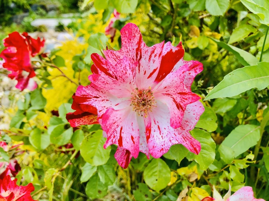 IMG_7964.jpg?type=w966