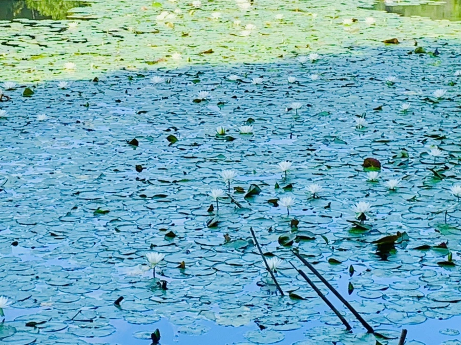 IMG_1233.jpg?type=w966