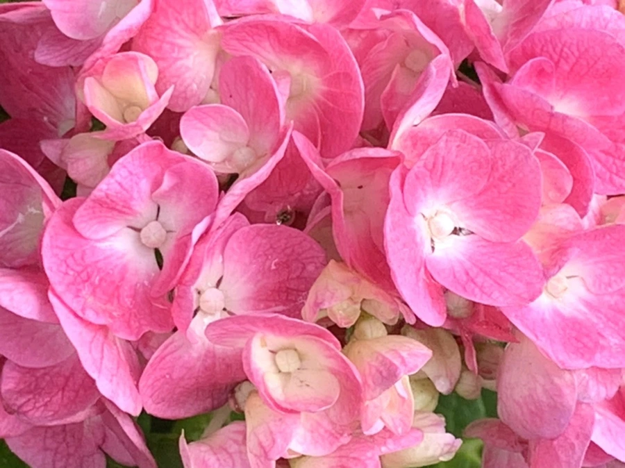 IMG_9116.jpg?type=w966