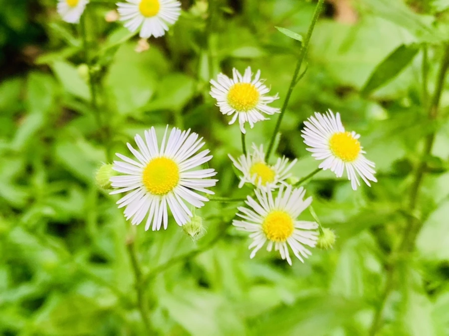 IMG_7624.jpg?type=w966