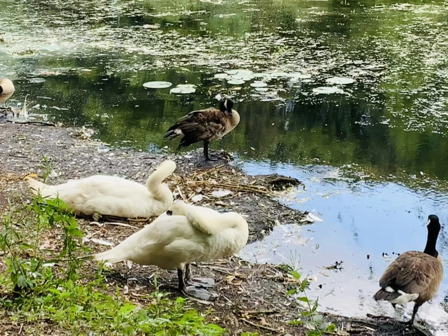 IMG_7515.jpg?type=w966