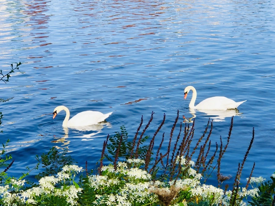 IMG_0929.jpg?type=w966