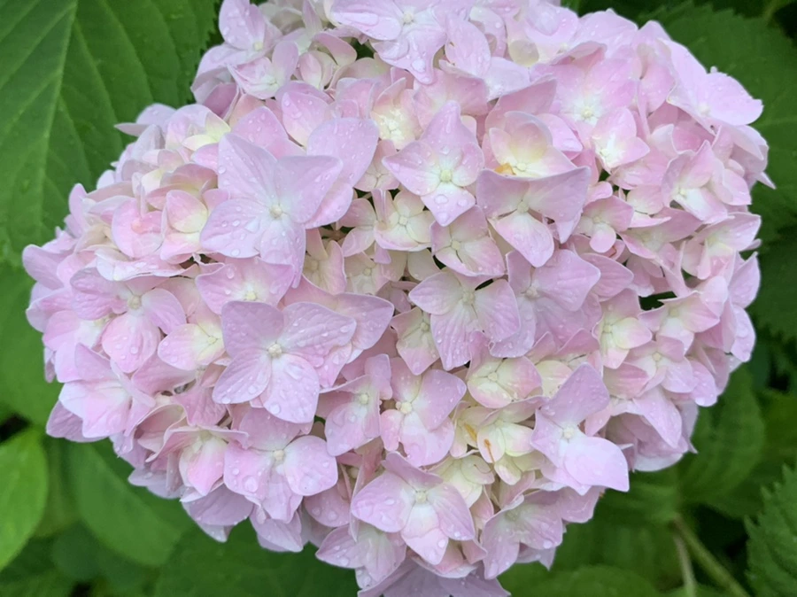 IMG_3464.jpg?type=w966