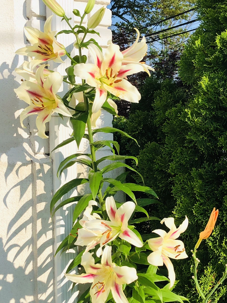 IMG_1917.jpg?type=w966