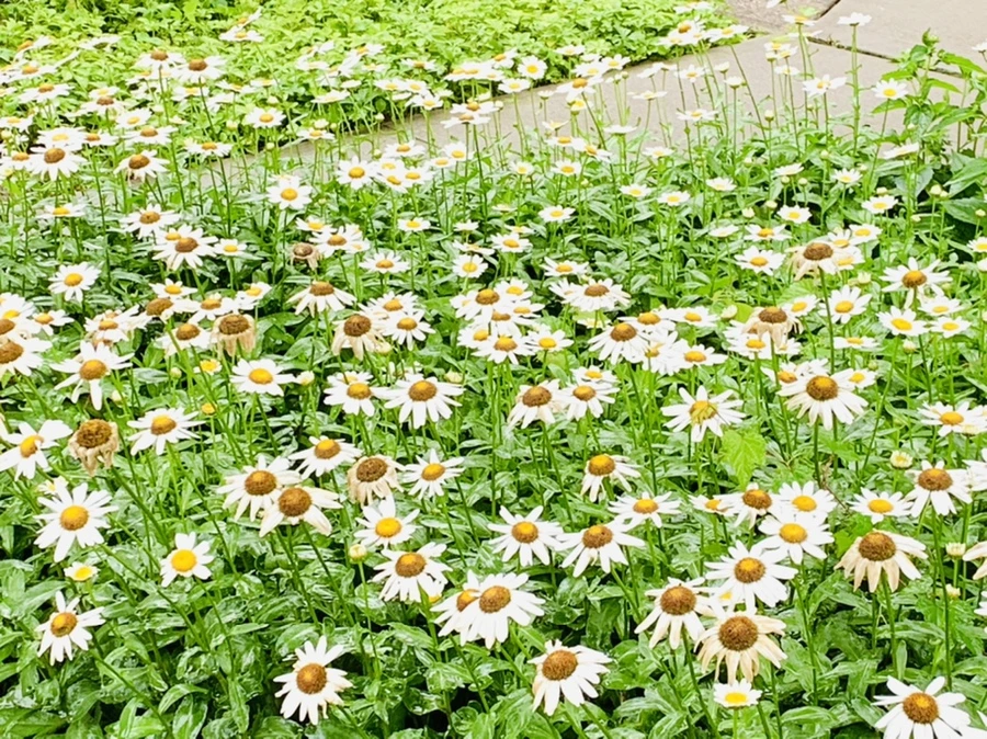 IMG_0155.jpg?type=w966