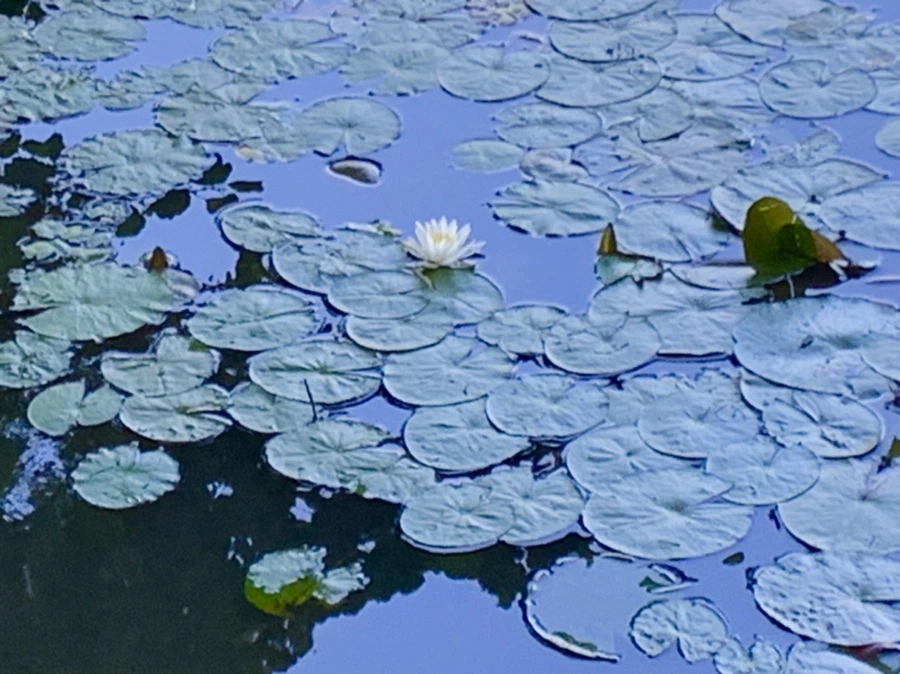 IMG_4236.jpg?type=w966