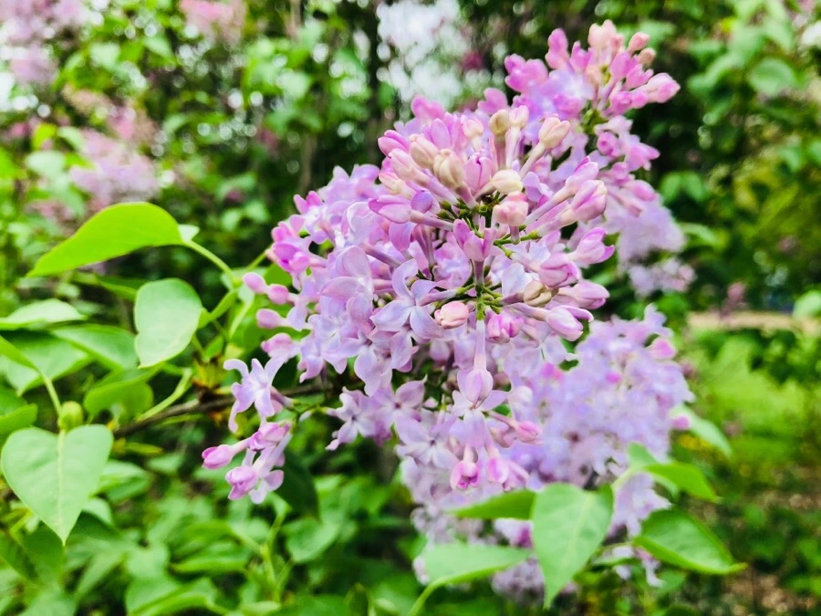 IMG_5476.jpg?type=w966