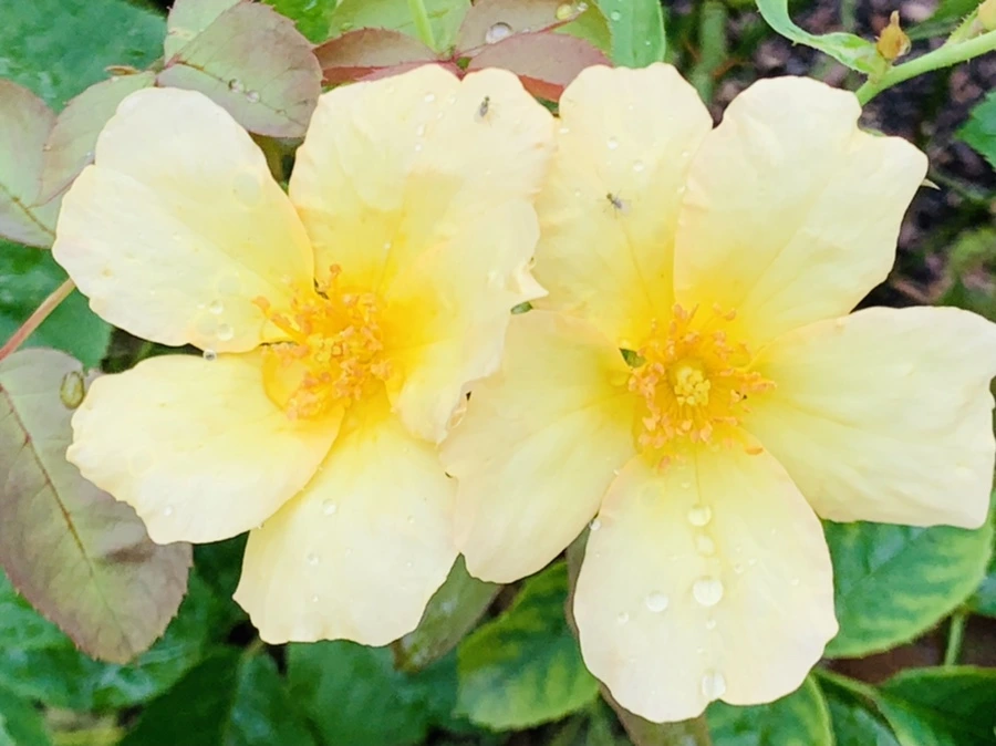 IMG_0949.jpg?type=w966