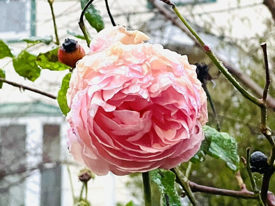 IMG_6375.jpg?type=w966