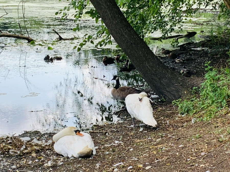 IMG_7521.jpg?type=w966