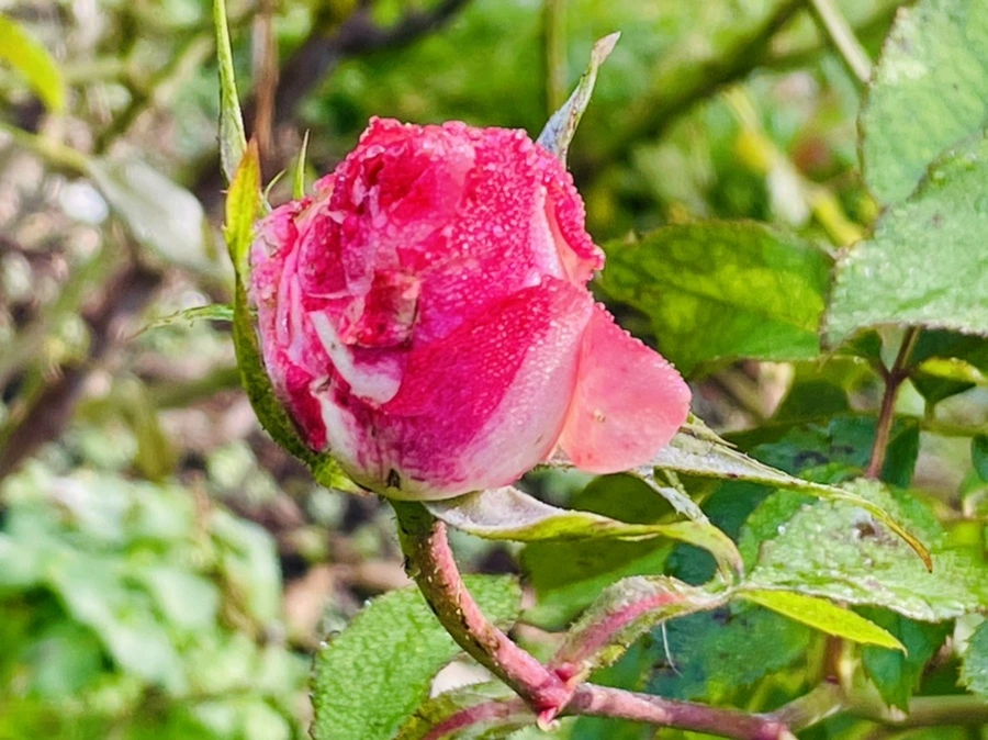 IMG_0988.jpg?type=w966