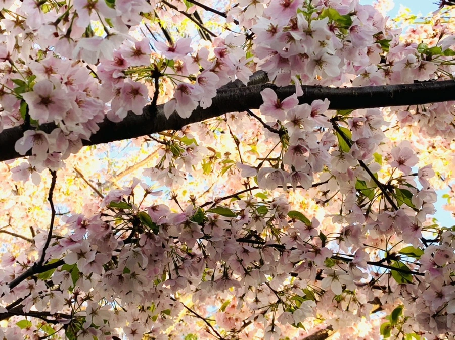 IMG_2468.jpg?type=w966