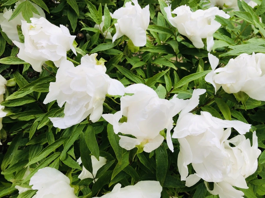 IMG_4090.jpg?type=w966